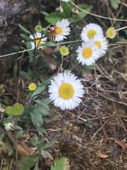 Erigeron karvinskianus