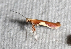 Caloptilia packardella
