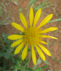 Hirpicium