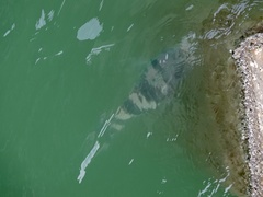 Archosargus probatocephalus