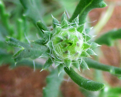 Hirpicium