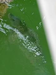 Archosargus probatocephalus