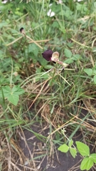 Macroptilium atropurpureum