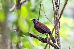 Turdoides atripennis