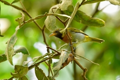 Hemithraupis guira