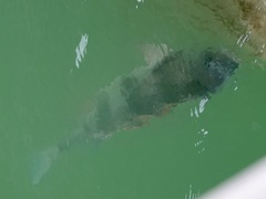 Archosargus probatocephalus