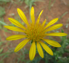 Hirpicium