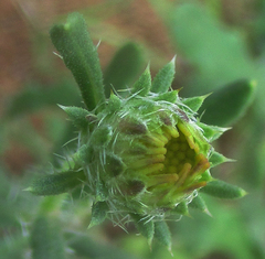 Hirpicium