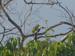 Psilopogon lineatus