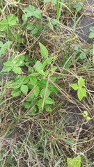 Macroptilium atropurpureum