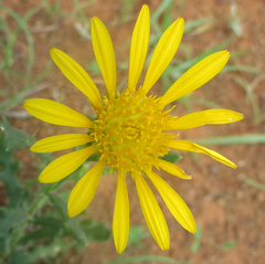 Hirpicium