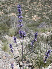 Nepeta teydea image