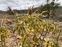 Cotyledon campanulata