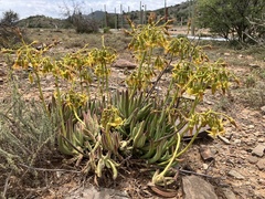 Cotyledon campanulata