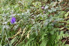 Aconitum taigicola