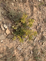 Cotyledon campanulata