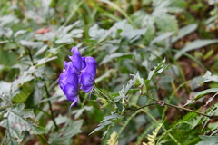 Aconitum taigicola
