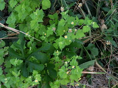 Perityle microglossa