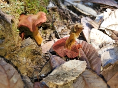 Cortinarius smithii