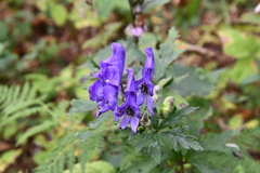 Aconitum taigicola