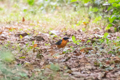 Cossypha niveicapilla