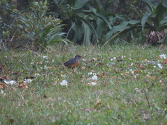 Turdus hortulorum