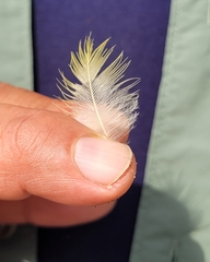 Amazona auropalliata