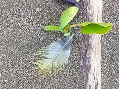 Amazona auropalliata