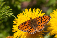Boloria euphrosyne
