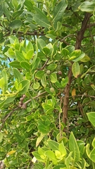 Conocarpus erectus