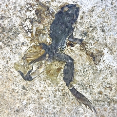 Duttaphrynus melanostictus