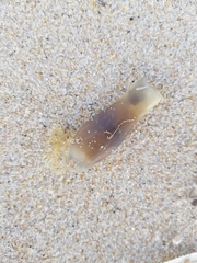 Scyliorhinus canicula