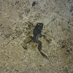 Duttaphrynus melanostictus