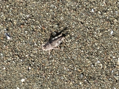 Heliastus sumichrasti