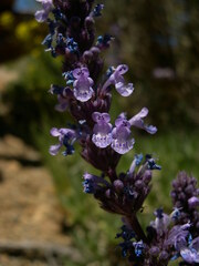 Nepeta teydea image