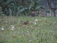 Turdus hortulorum