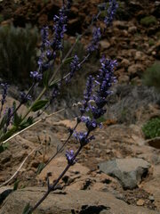 Nepeta teydea image