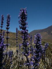 Nepeta teydea image