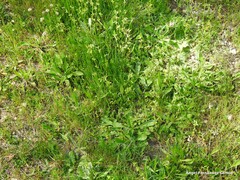 Cerastium brachypetalum