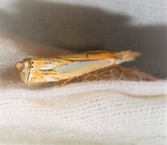 Crambus saltuellus