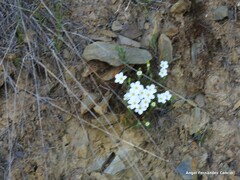 Arenaria montana