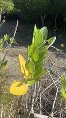 Calotropis gigantea