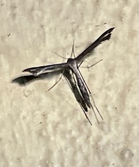 Pterophorinae
