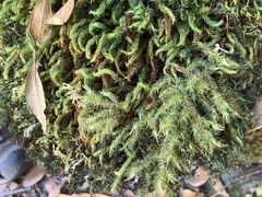 Echinodiopsis hispida