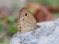 Ypthima huebneri