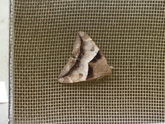 Poaphilini