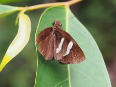 Notocrypta