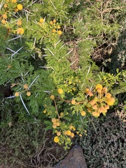 Vachellia karroo
