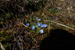 Gentiana sedifolia