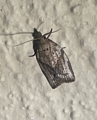 Epiphyas postvittana